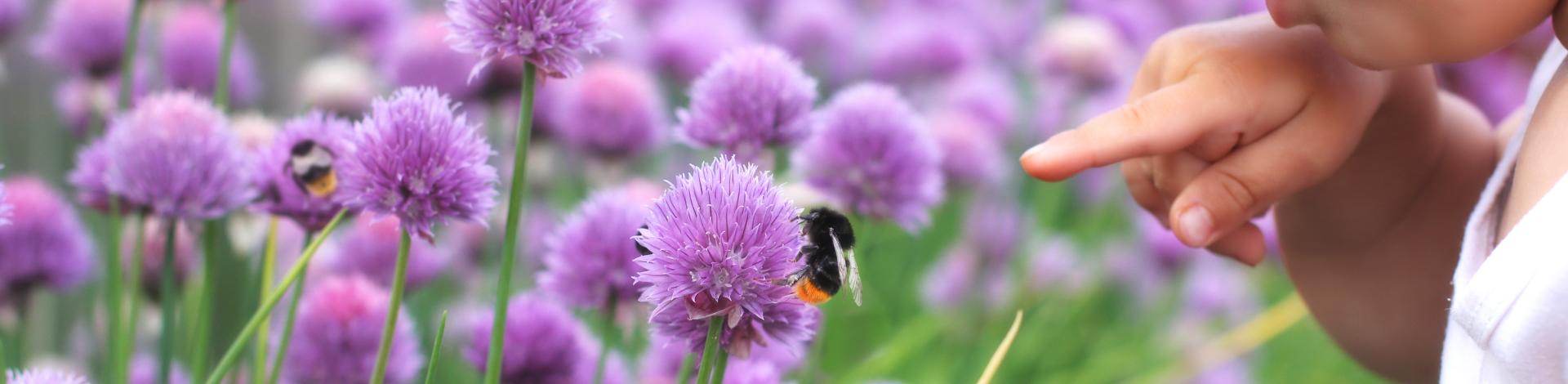 Child pointing to a bee on a chive flower among field of purple flowers