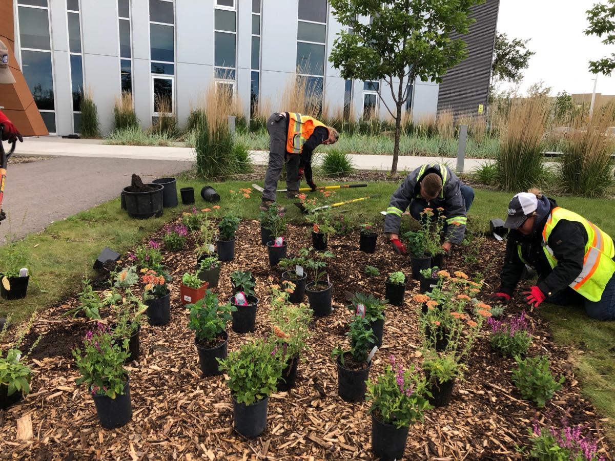 Okotoks staff planting pollinator friendly ground cover at the Eco Centre