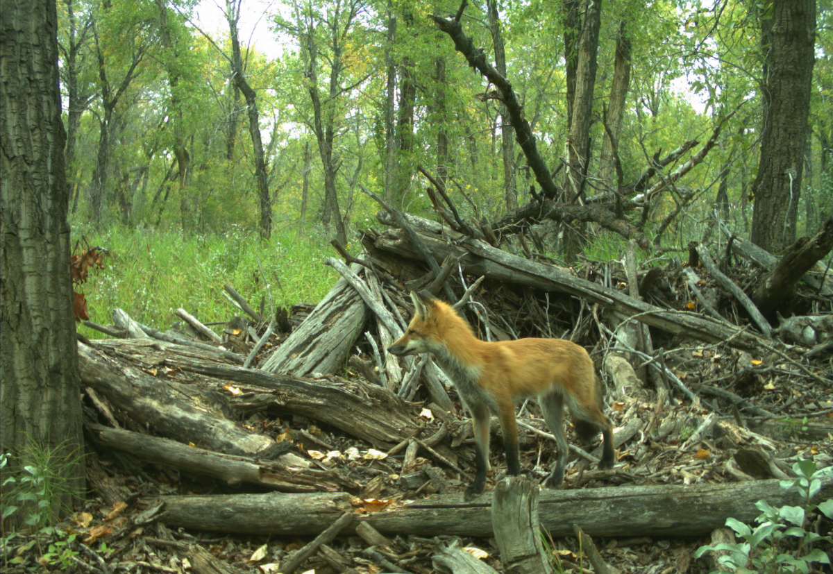 Photo of a fox