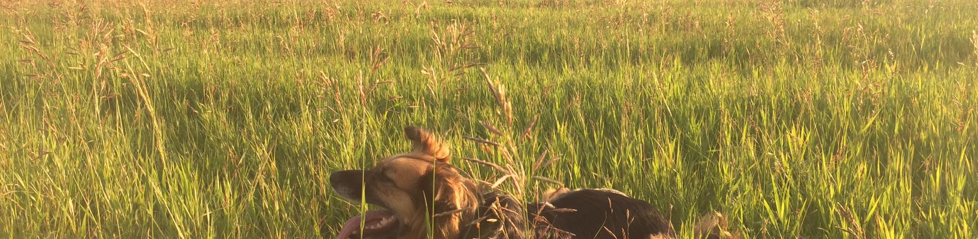 Dog laying in grass at off leash dog park on a summer day