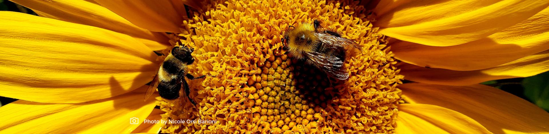 Bees on flower