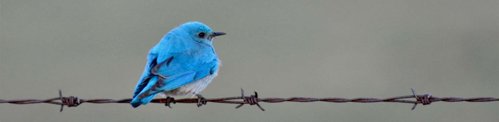 Bird on a wire - photo credit Alan Fraser (web banner)