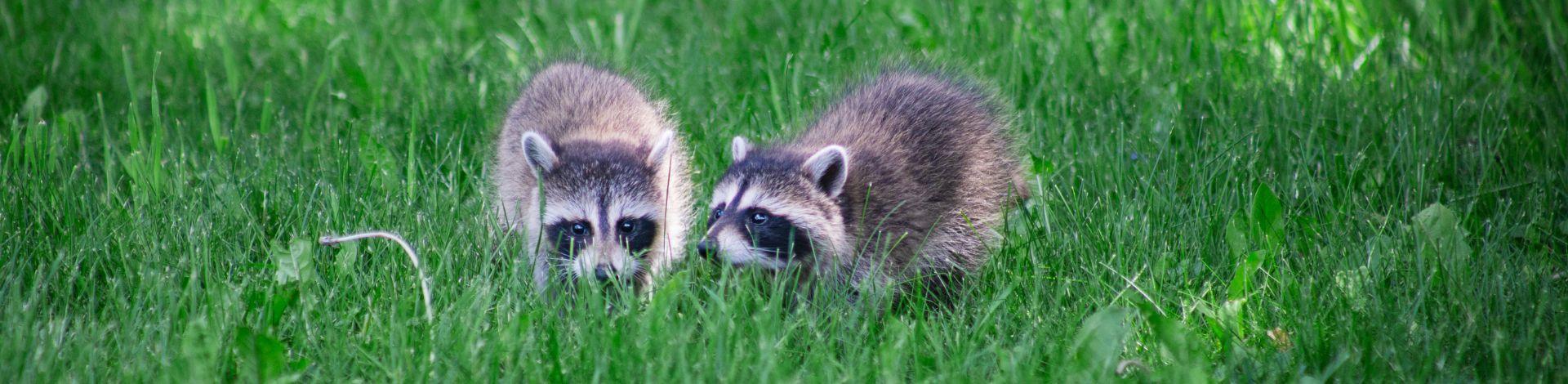 Two racoons in grass