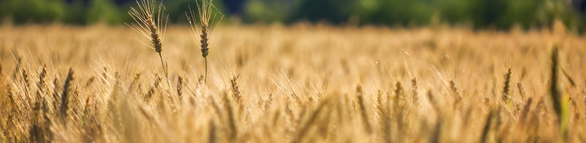 golden-wheat-wheat-field