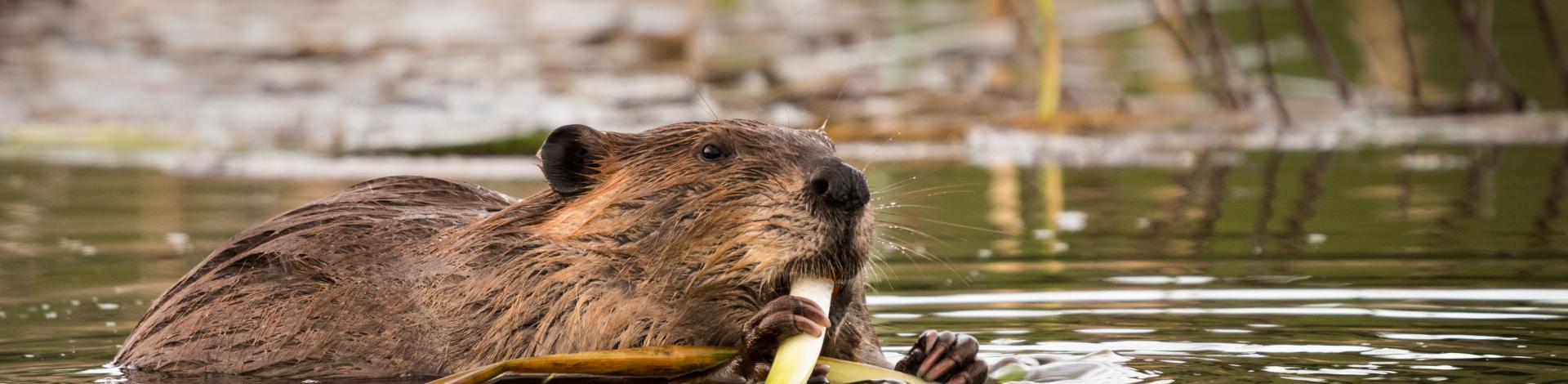 Beaver swimming and eating in wetlands water