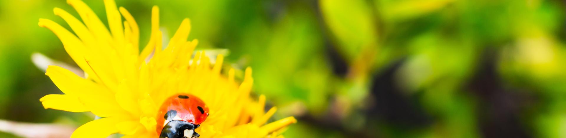 loseup-shot-tiny-ladybug-beautiful-yellow-flower