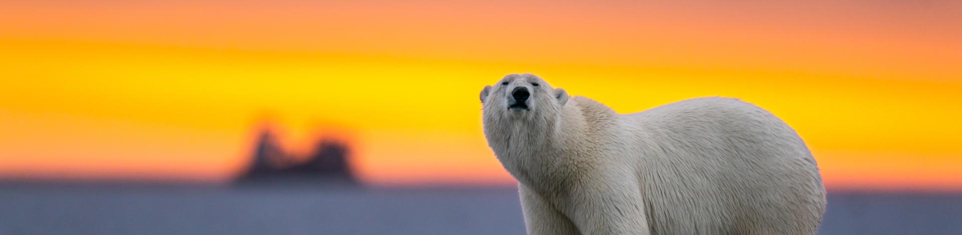 Polar bear standing on ice 