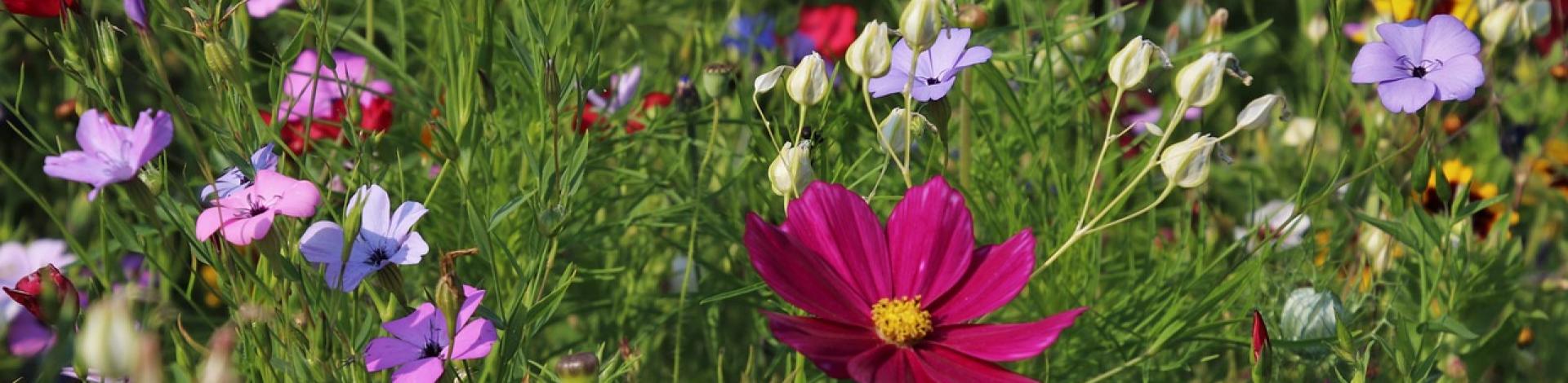 A meadow of wildflowers and green wild grasses.