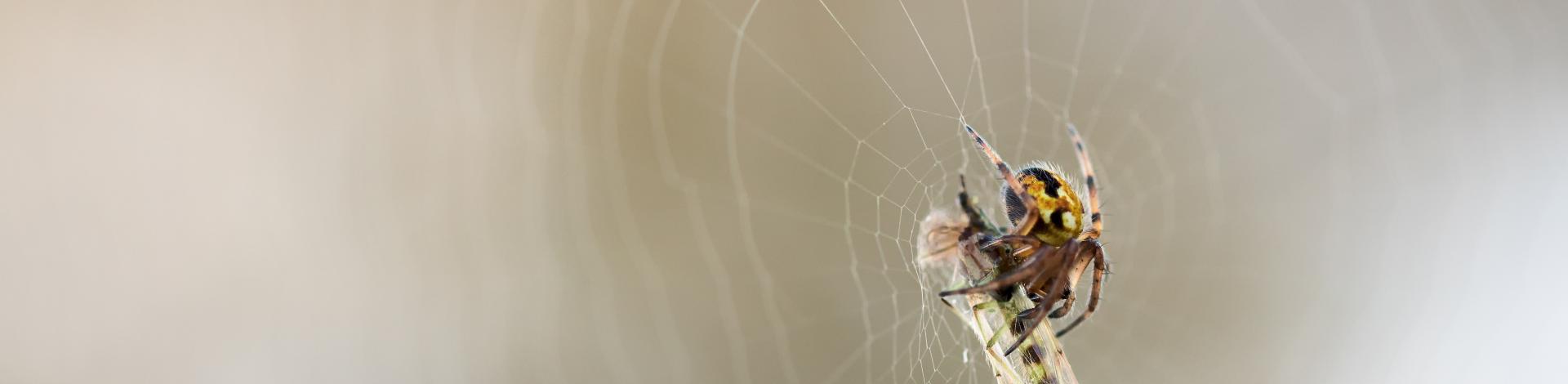 spider trapping an inset in its web 