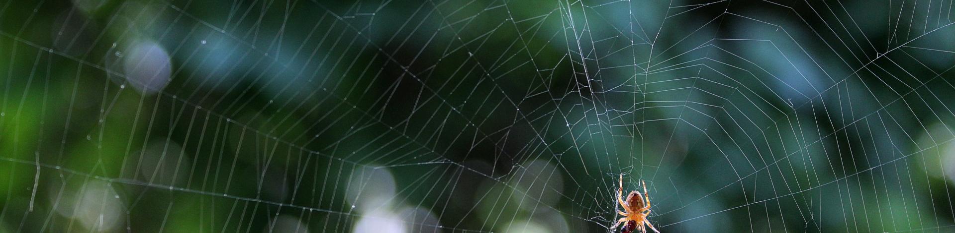 Small spider on web