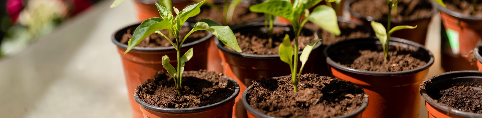Many Plants in pots