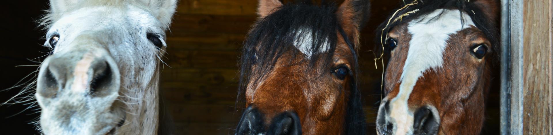 Horses Smiling