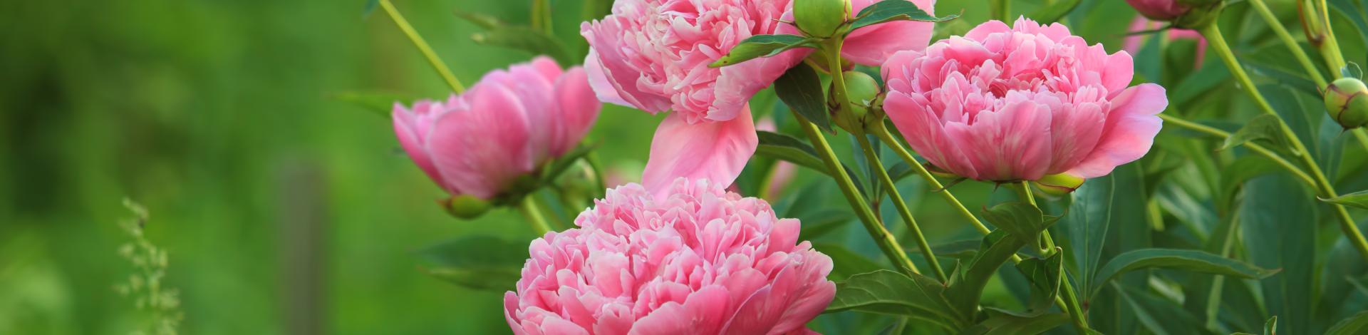 Pink peonys
