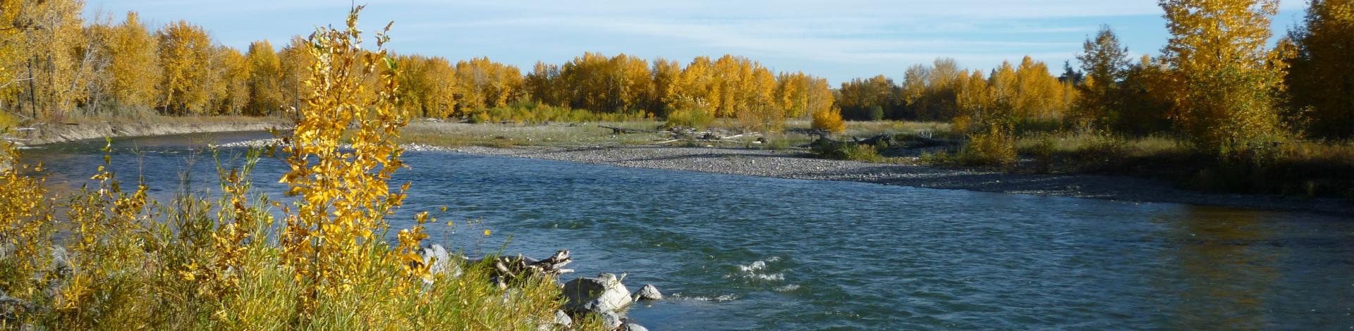 Sheep River with blue sky background and green trees and foliage