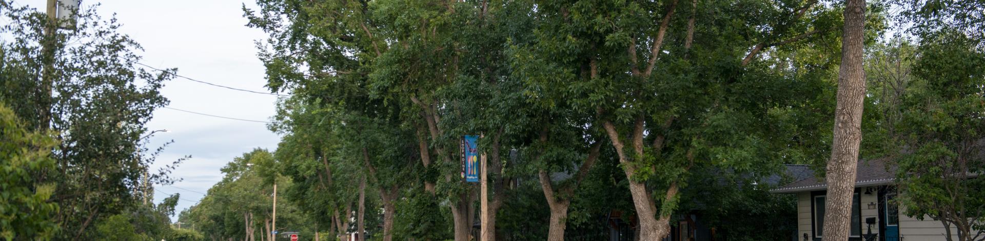 elma street in summer