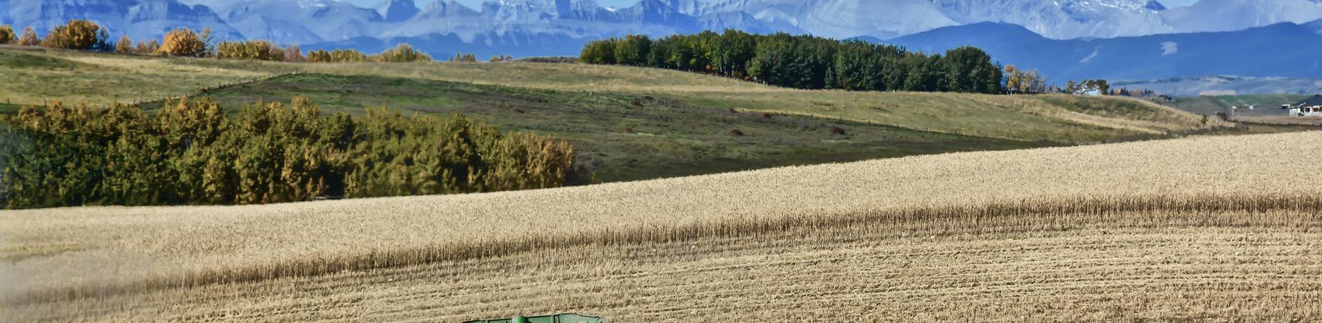 combine harvesting wheat fields with mountains in background