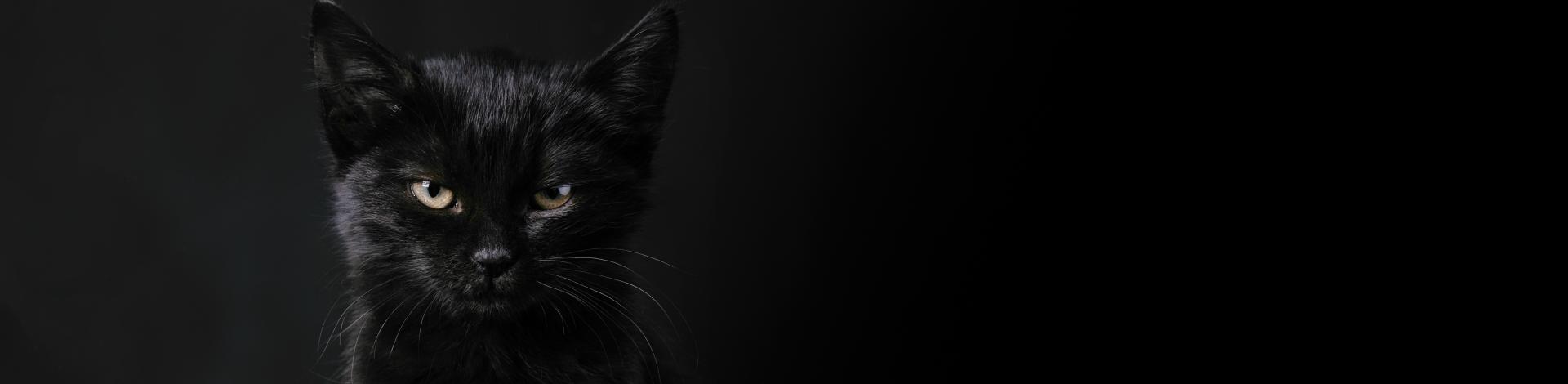 black Cat Halloween
