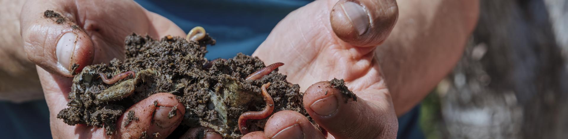 hands-holding-worms-with-soil-farmer-showing-group-earthworms-his-hands-production