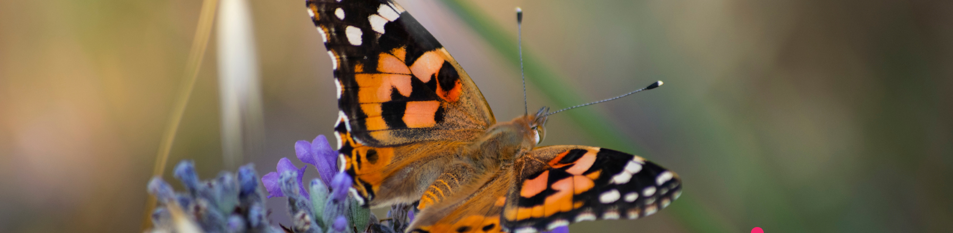 A close up of a monarch butterfly