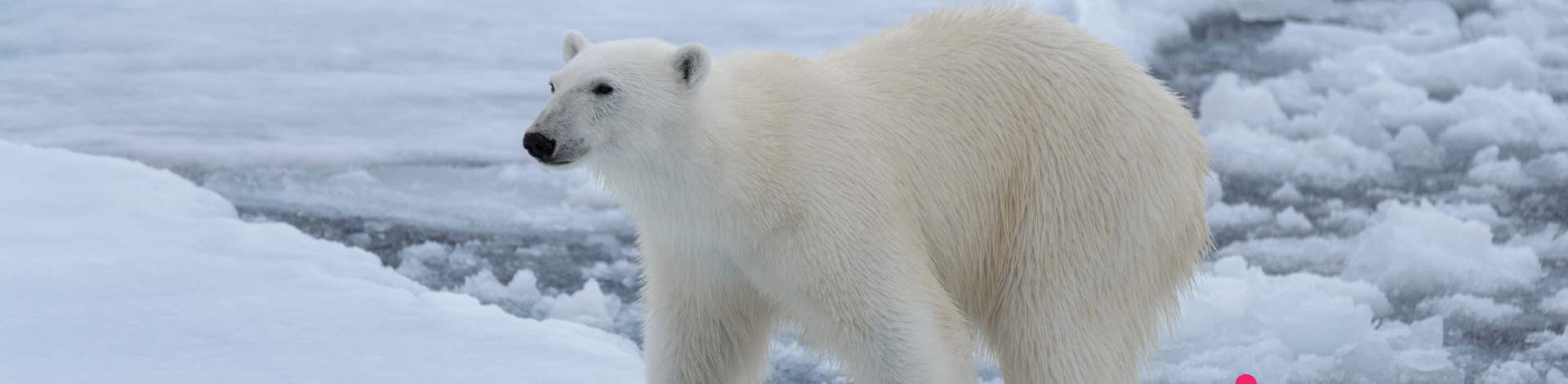 a close up of a polar bear