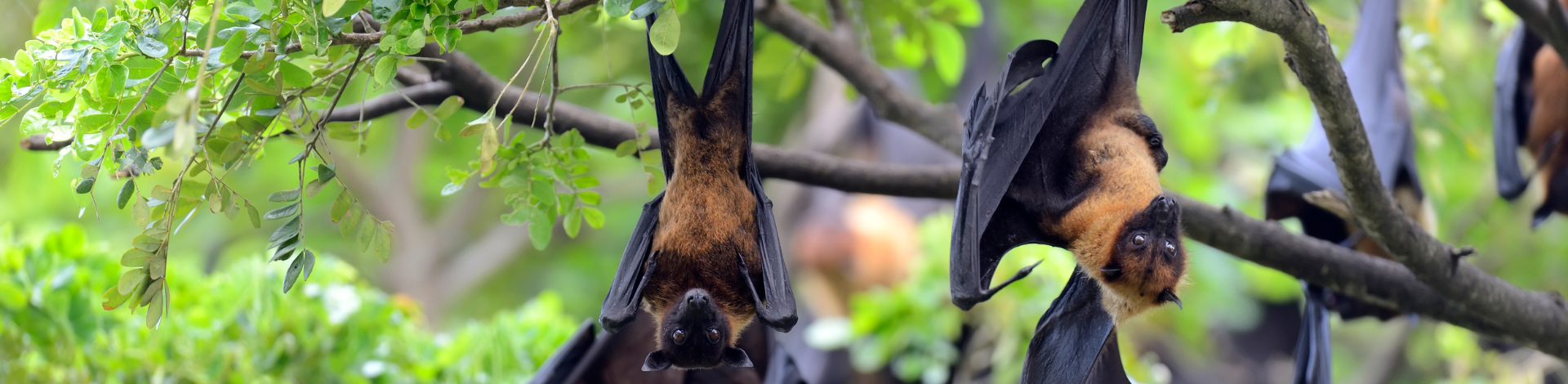a close up of bats hanging from a tree