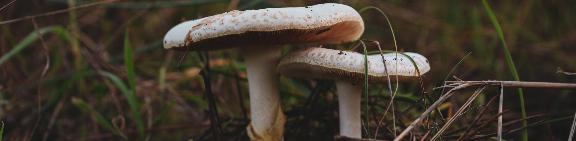 A close up of mushrooms