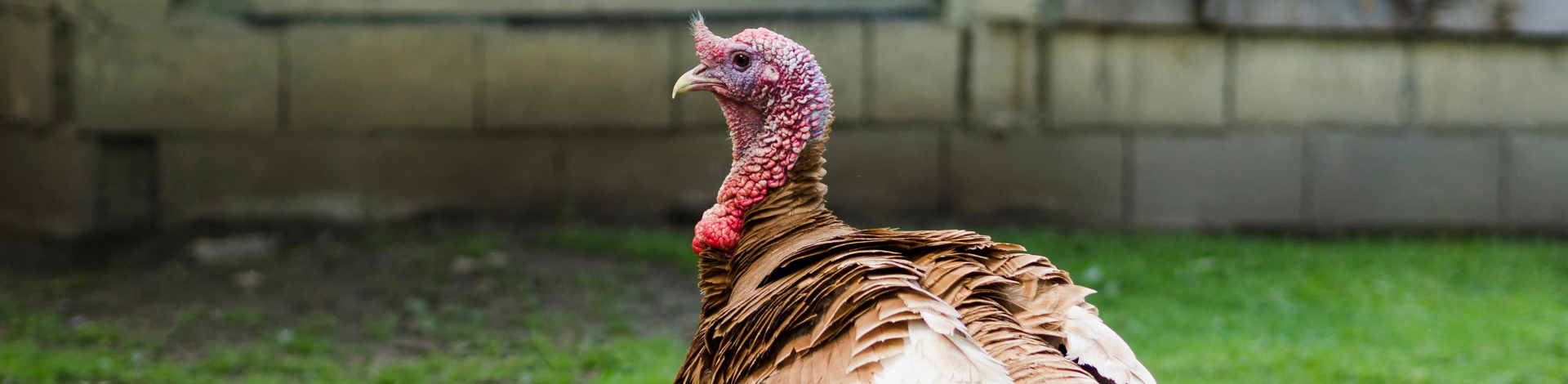 A close up of a turkey