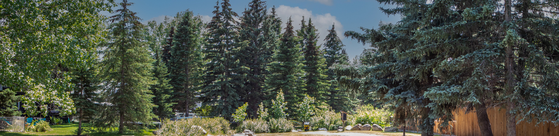 Tall trees stand together in a forest