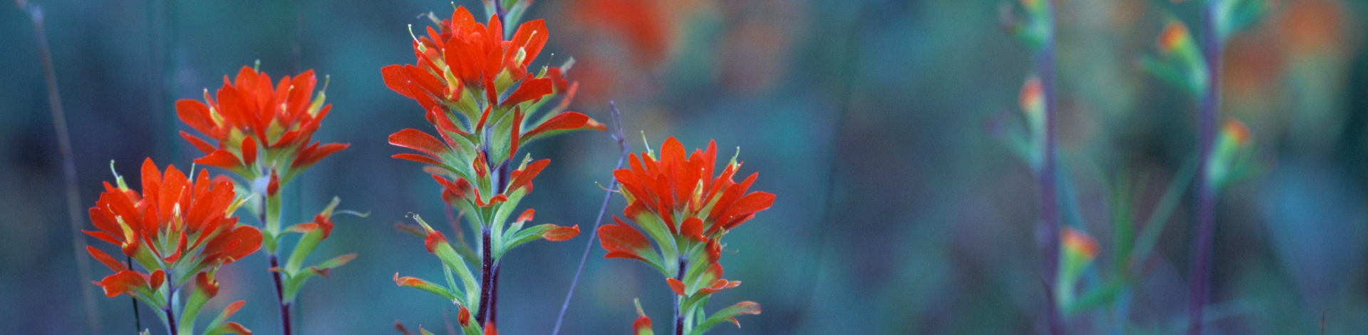 a close up of the castella flower