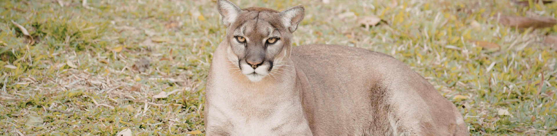 a cougar rests in a field