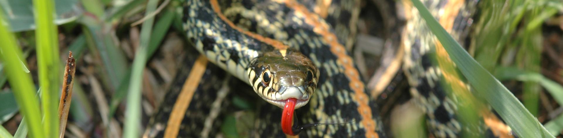 Plains Garter Snake