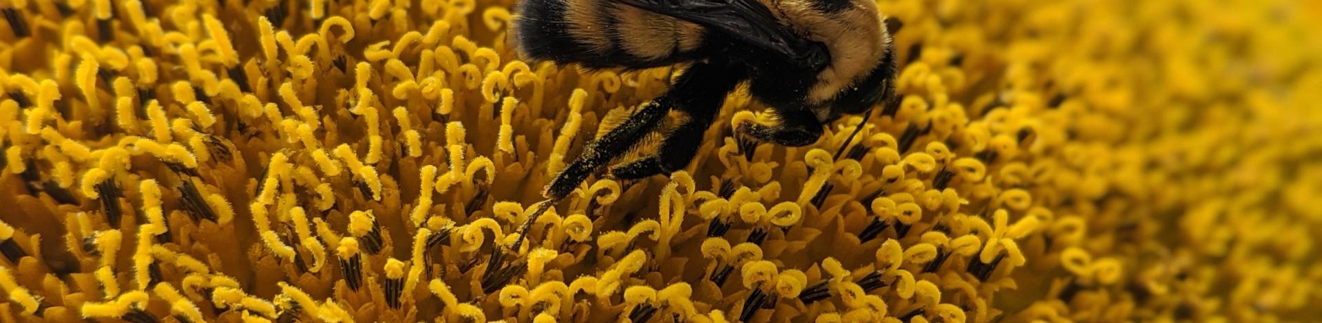 close up bumble bee on a flower