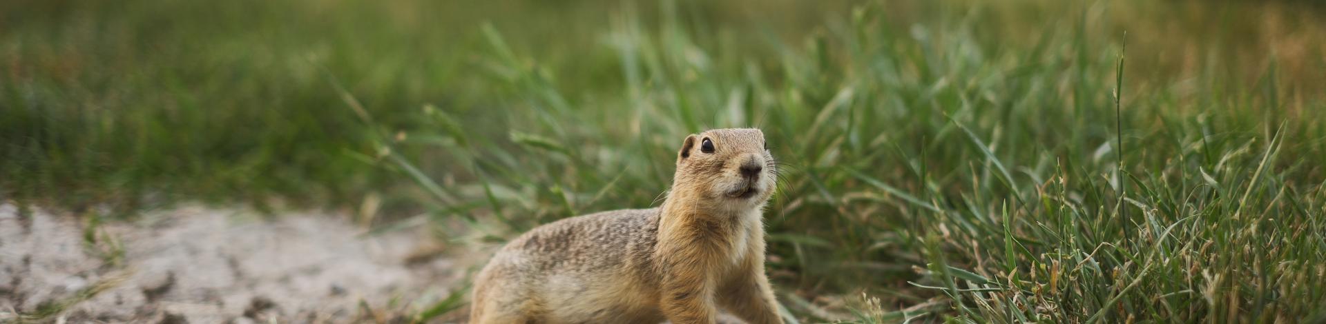 Ground Squirrel