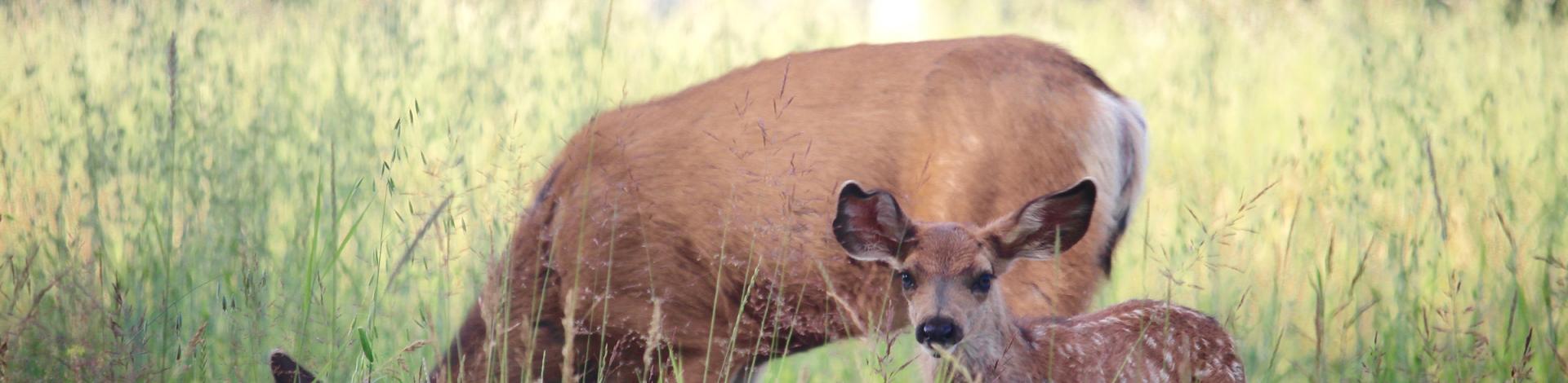 Mom and baby deer with bridge