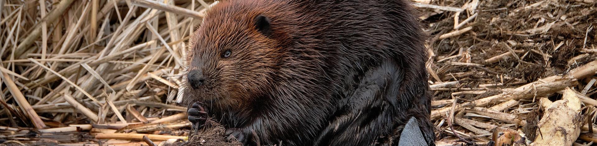 beaver eating by the river