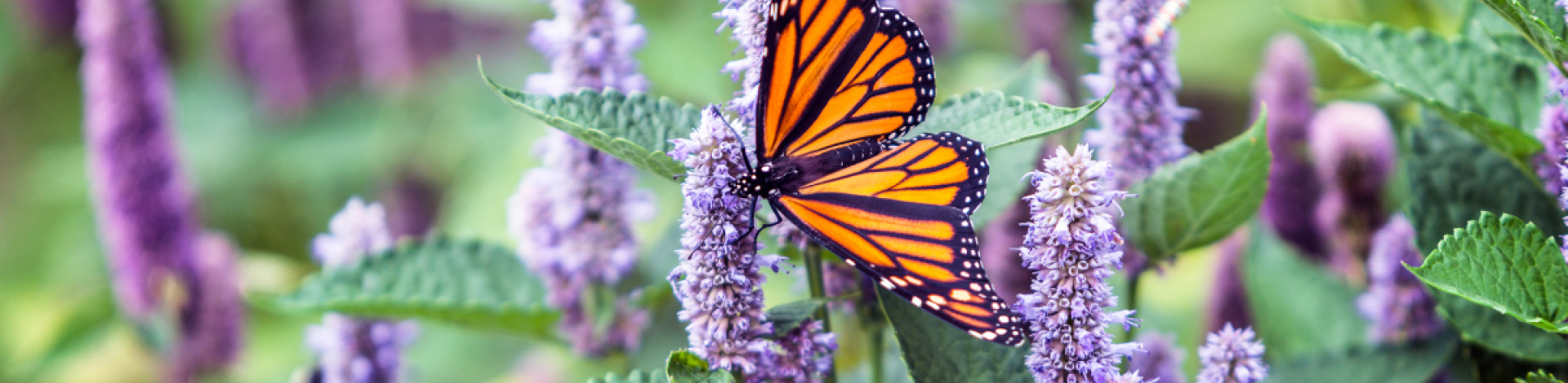 Monarch butterfly pollinating lavendar