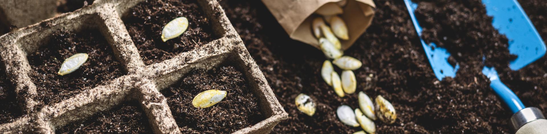 Home garden seeds