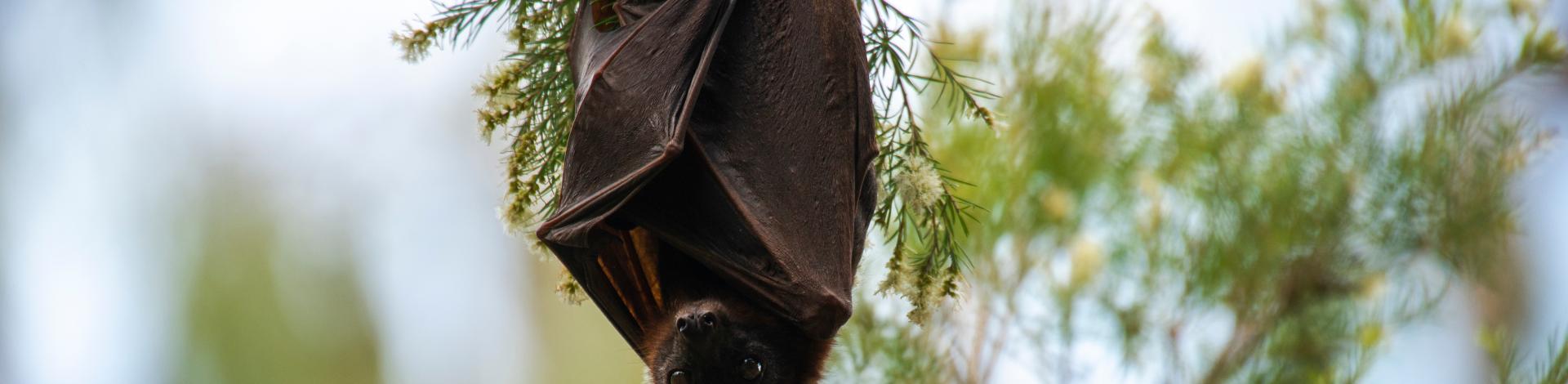 Upside down bat