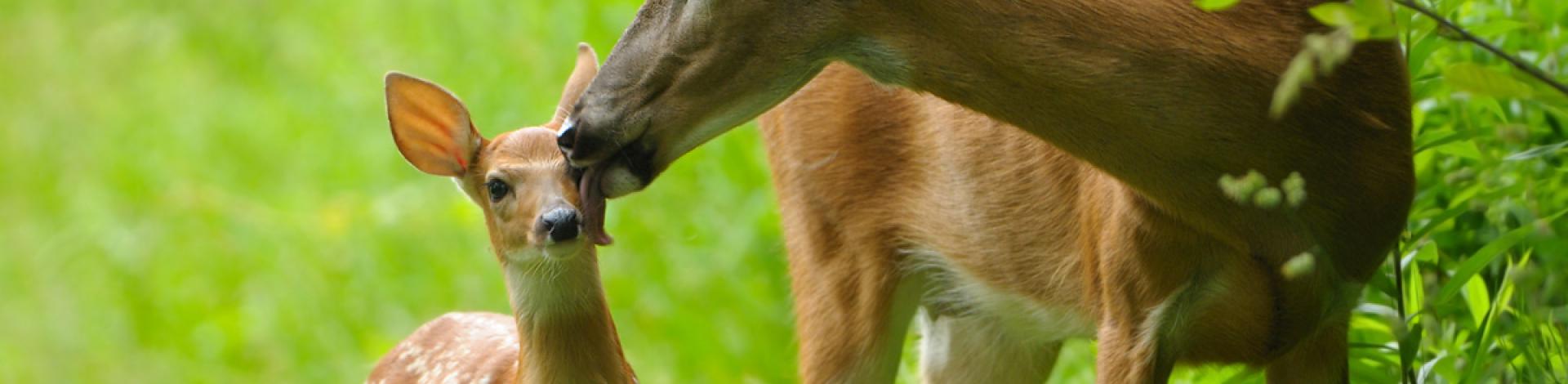 Urban Deer