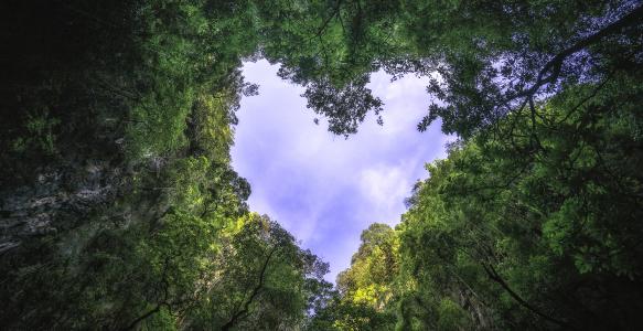 Tops of trees forming the shape of a heart in the sky