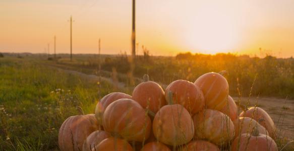 pumpkins sitting in rural field at sunset