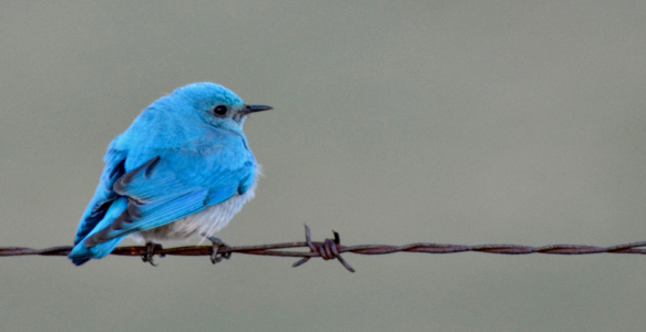 Bird on a wire - photo credit Alan Fraser (web banner)
