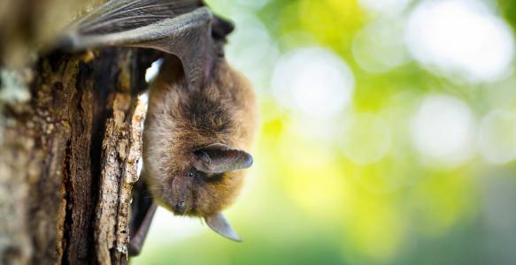 Bat hanging upside down on tree, photo courtesy of Alberta Community Bat Program