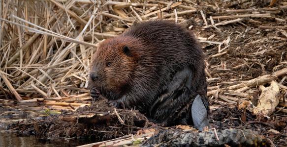 beaver