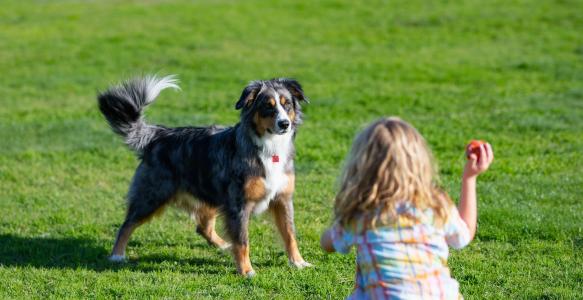 Child playing fetch with dog