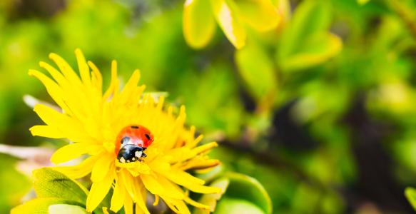loseup-shot-tiny-ladybug-beautiful-yellow-flower