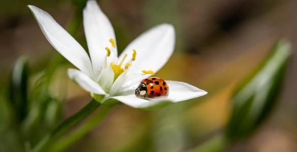 selective-focus-shot-ladybird-sitting-petal-flower