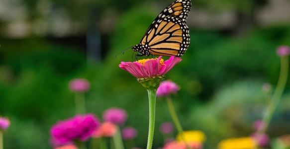 Monarch butterfly sitting on pink daisy