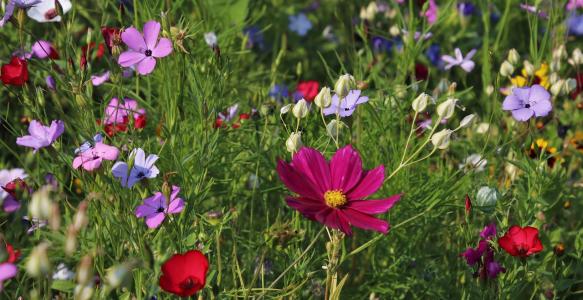A meadow of wildflowers and green wild grasses.