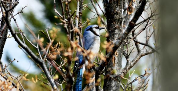 Blue Jay Bird in a tree